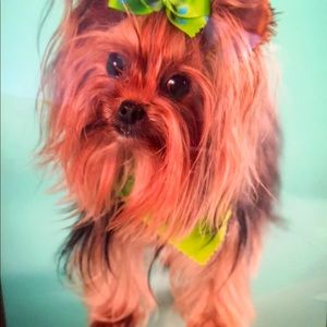 I have 4 dogs a Ragdoll cat and horses 😊